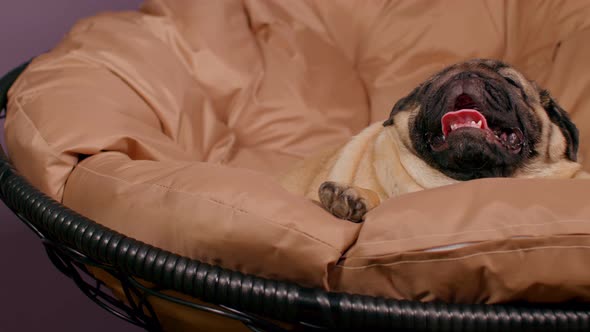 Close Up of Cute Pug Lying on Armchair and Breathing with Her Mouth Open