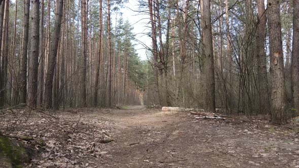 Road in the Forest During the Day Slow Motion