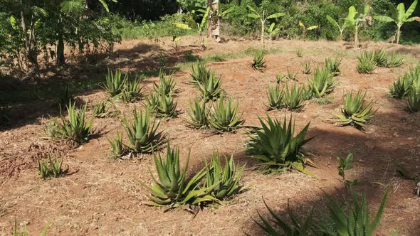Growing Rows of Aloe Vera in Africa Zanzibar Plantation in Nature
