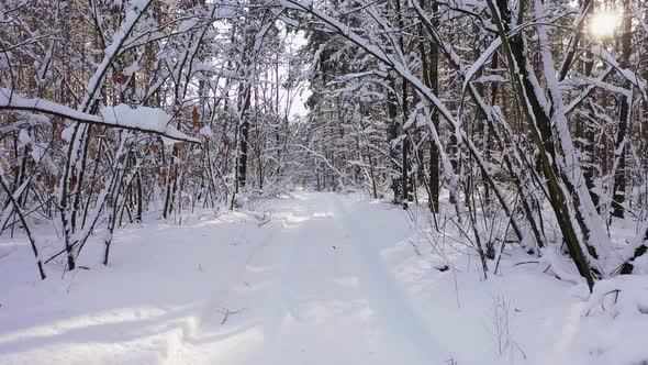 The Trees Covered with Snow on Frosty Sunny Day. Beautiful Winter Panorama