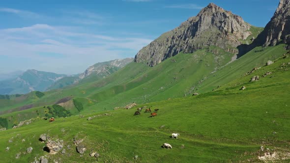 Herd of Horses Grazing in Mountains