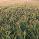 Wheat And Corn - VideoHive Item for Sale