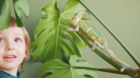 Green Chameleon and Little Boy Monstera Beautiful Houseplant