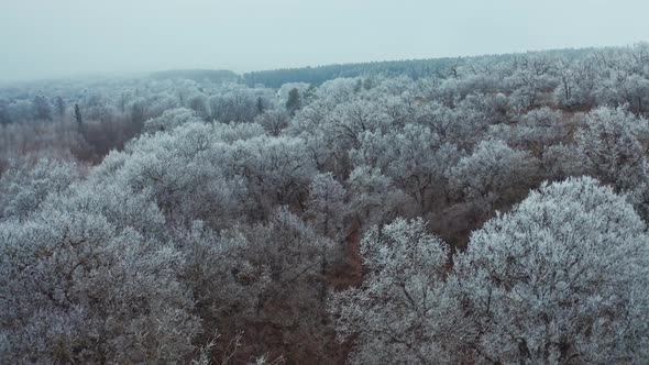 Beautiful forest in winter. 