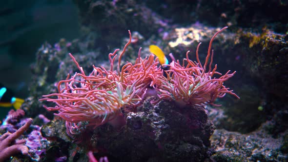 Topical Saltwater Fish, Clownfish Anemonefish