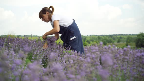 Side View of Joyful Woman Cutting Flowers with Sickle on Lavender Field Talking and Smiling