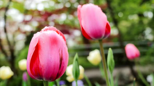 Group Of Pink Tulips In The Park 