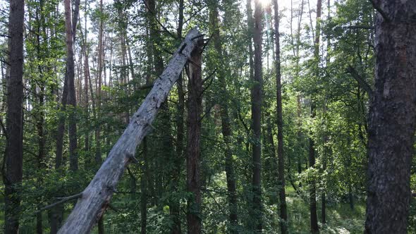 Beautiful Green Forest on a Summer Day Slow Motion