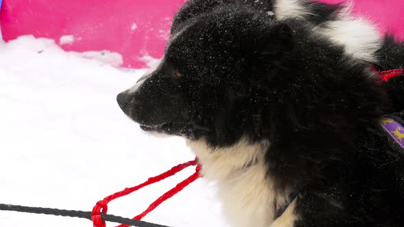 Husky Sled Dogs Before Competitions