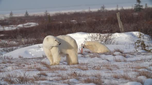 Polar bear family exploring snowy Canadian countryside, Churchill, Manitoba