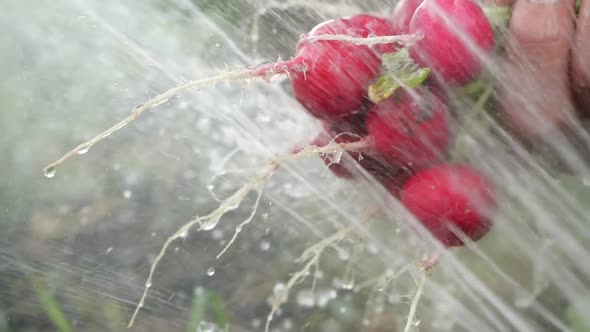 Bunch of Radishes in the Person’s Hand, Which Is Watered with a Strong Stream of Water and Washed