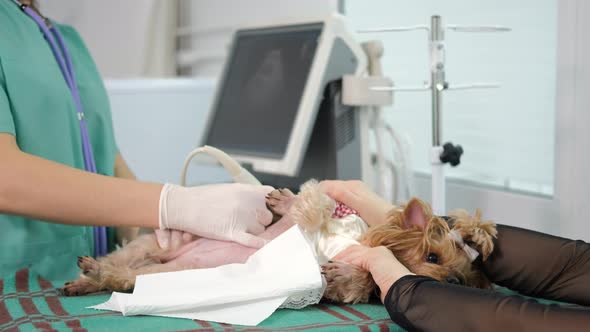 Yorkshire Terrier Having Ultrasound Scan in Vet