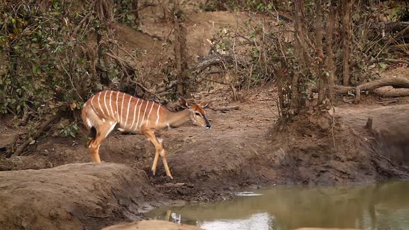 Nyala in Kruger National park, South Africa