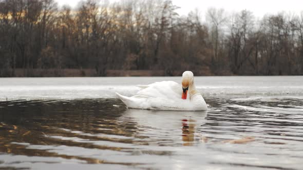 Mute Swan Bird Floats on the River at Sunset Time