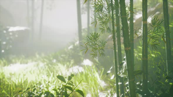 Green Bamboo in the Fog with Stems and Leaves