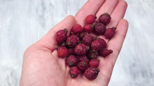 Dried red rose hips in hand 