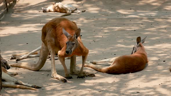 Australian Kangaroos In City Park Rest In Shade During Day From Heat