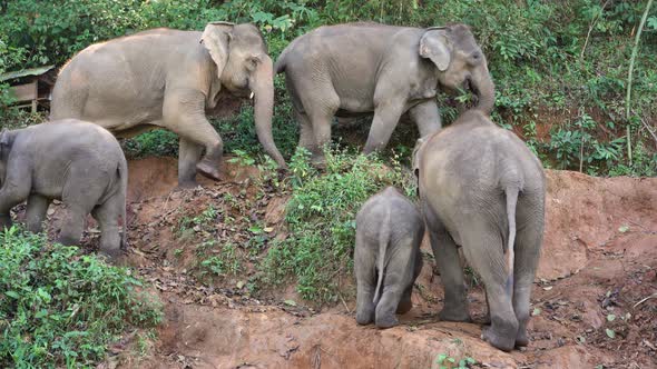 Elephants in Chiang Mai