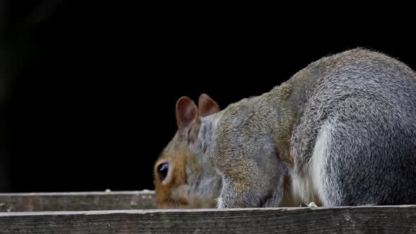 Grey Squirrel, Sciurus carolinensis, feeding on back garden bird table. Spring. British Isles