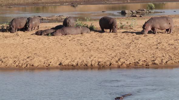 Hippopotamus On Land - Kruger National Park 