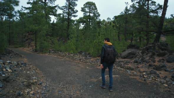 Man Traveler Walks in a Pine Forest on Top of the Chinyero Volcano in the National Park of the Teide