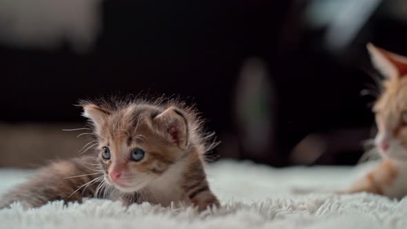 Cute Little Kittens on a Furry White Blanket