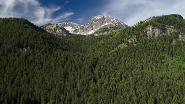 Flying past tree top viewing pine tree forest and mountain top.