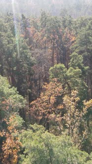 Vertical Video of a Forest with Trees During the Day