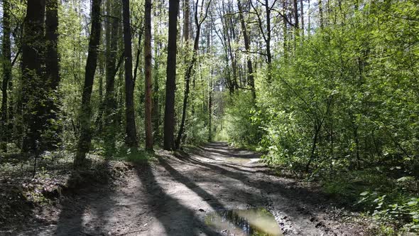 Green Forest During the Day Aerial View