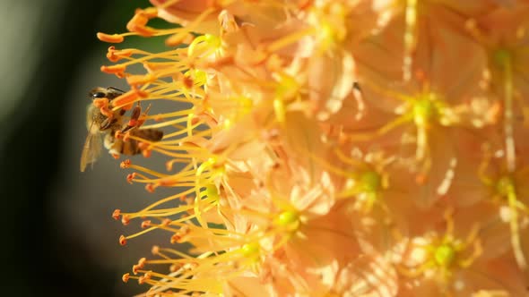 Close Up of European Honey Bee Flying Around Flowers and Collecting Nectar