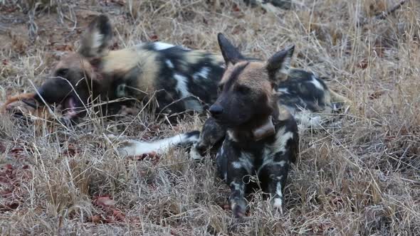 Two African Wild Dogs Eating an Animal Carcass, One Dog Has a Visible Tracking Collar