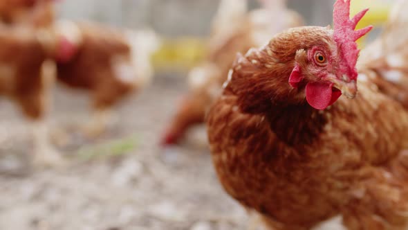 Happy Chickens Scratch in the Open Air