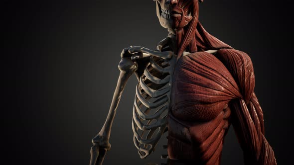 Muscular and Skeletal System of Human Body