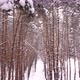 Aerial View Winter Snowy Forest - VideoHive Item for Sale