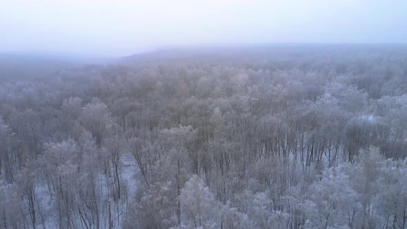 Frozen crown of trees in a white forest