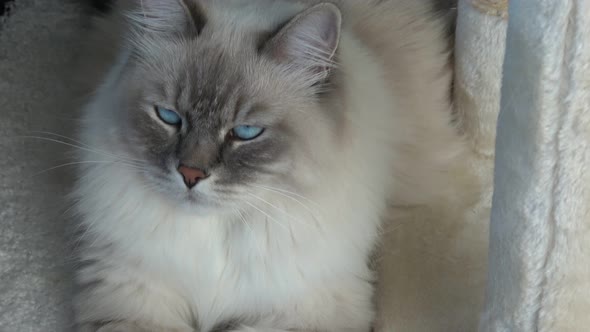 Closeup of a domestic cat with beautiful blue eyes.(Felis catus)