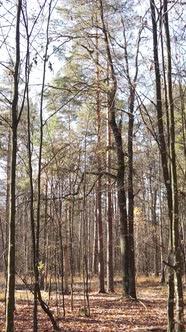 Vertical Video of Trees in the Forest Slow Motion