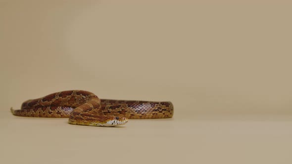 Tiger Python Molurus Bivittatus Morph Albine Burmese on a Beige Background in the Studio