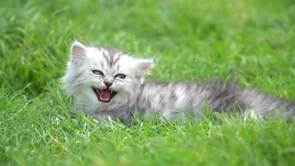 Cute Kitten Sitting On Green Grass 