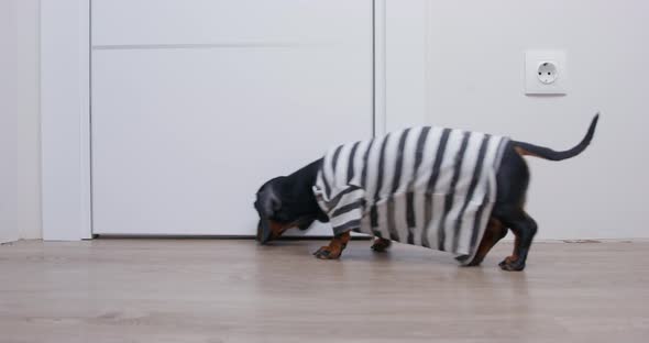 Clumsy Dachshund Puppy is Looking for Something in Apartment Come Up to Closed Door and Curiously