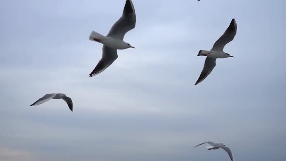Seagulls Flying In The Gray Clean Sky. Close Up Flock Of Birds Flies Slow Motion. 10 alt