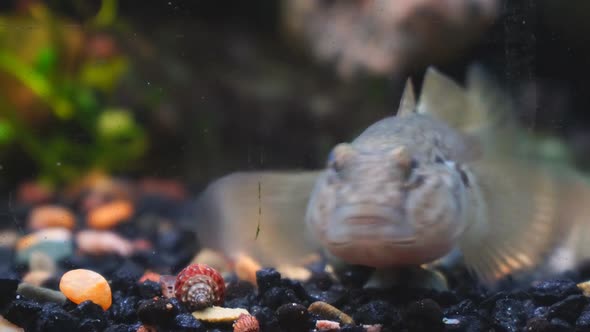 Wild Fish Goby in the Aquarium