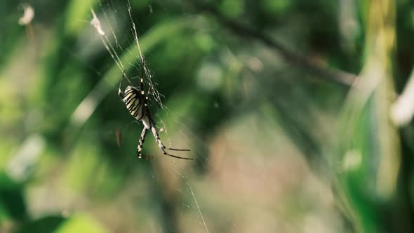 Large Spider Closeup on a Web Against a Background of Green Nature in Forest