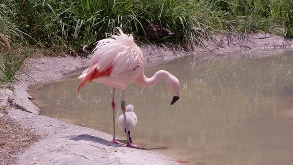 Mother and baby flamingo standing on the edge of a pond