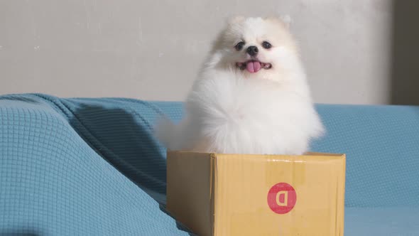 white fur pomeranian dog sit relax in card board box smile with tongue on sofa