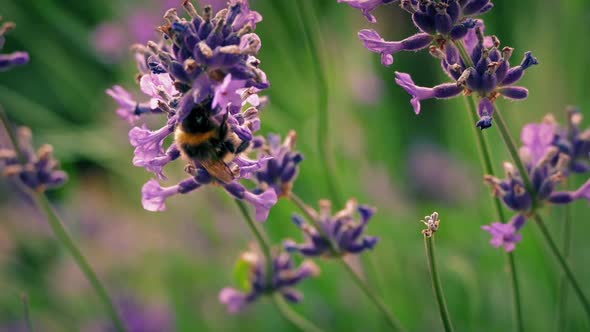 Bumblebee On Pink Flowers In Evening