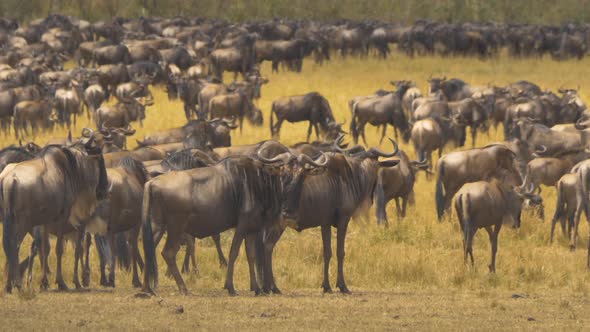 Wildebeests in Maasai Mara National Reserve