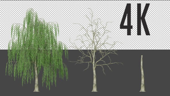Willow Tree Growing alt