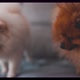 Pomeranian Puppies Sitting on the Couch - VideoHive Item for Sale