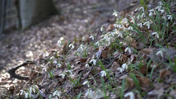 Snowdrops Flowers in Spring Forest